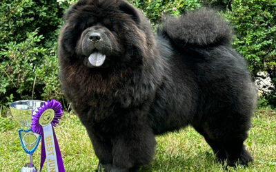 Gao de xin Fu-Black-Monchi for Chia-Chu