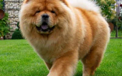 Ivy of Golden Chow