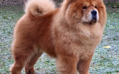Liberty Lian of Swiss Premium Chows