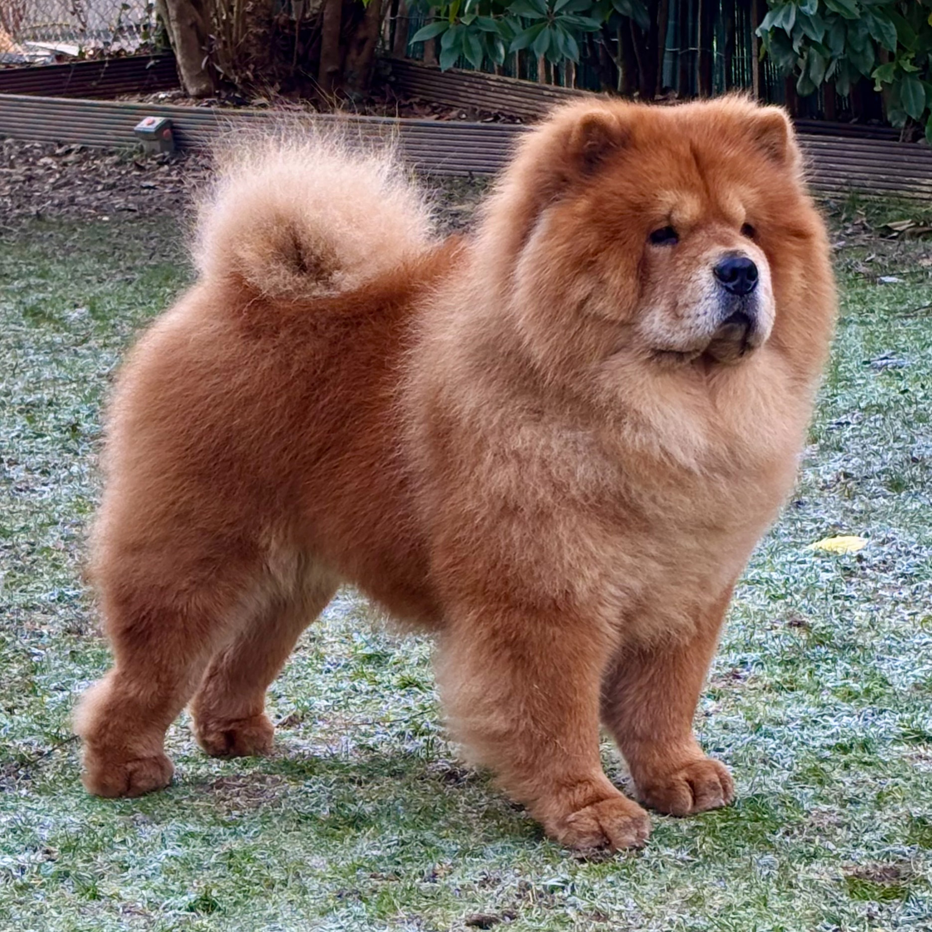 Liberty Lian of Swiss Premium Chows