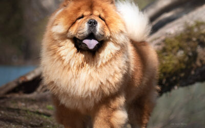 Fantastic Fortuna de Los Perros de Bigo