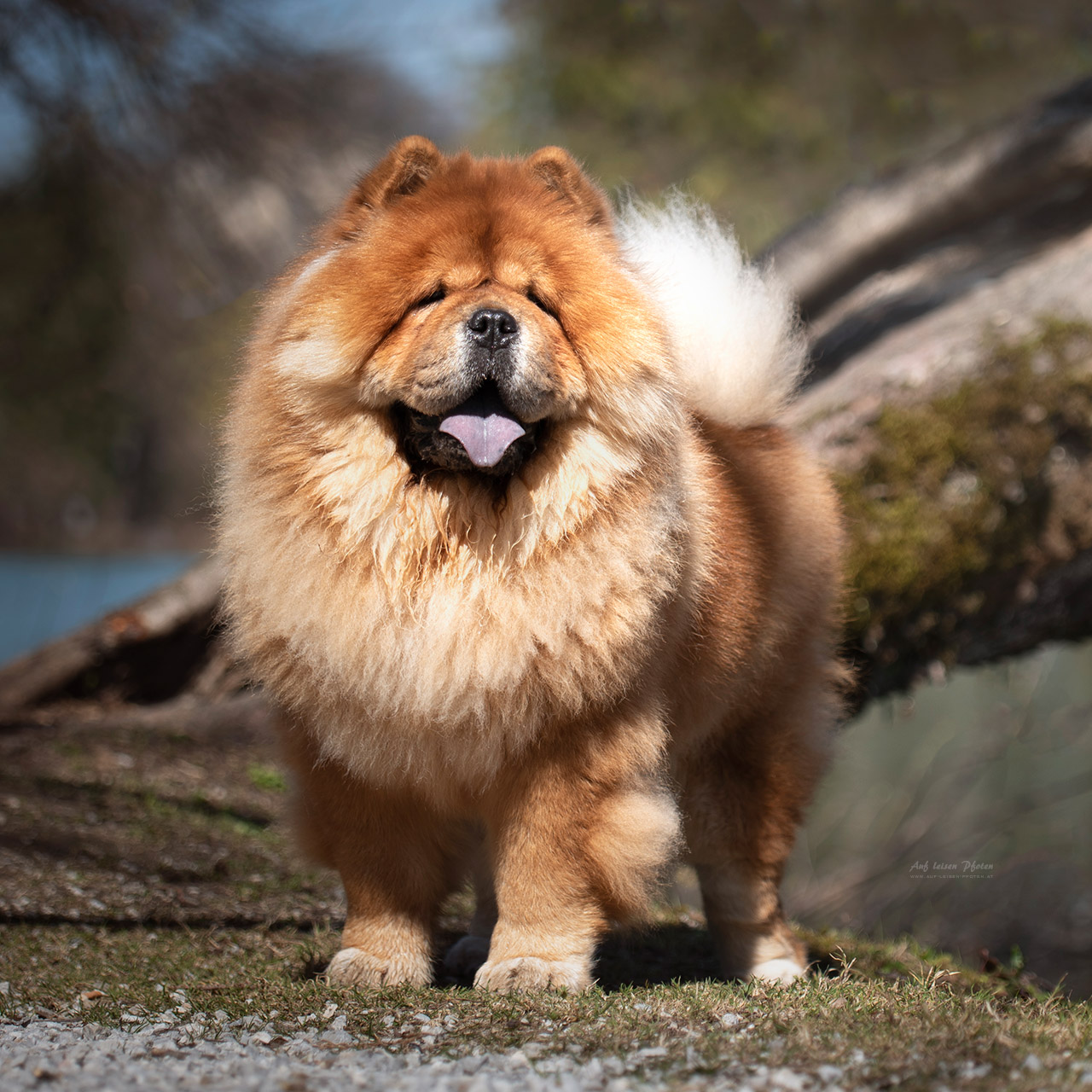Fantastic Fortuna de Los Perros de Bigo