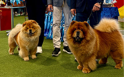 SCCC Clubshow 2025